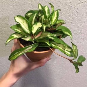 Hoya Tricolor-Pink and White variegated Plant